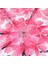 Şeffaf Şeffaf Şemsiye Kiraz Çiçeği Mantar Apollo Sakura 3 Kat Şemsiye (Pembe) (Yurt Dışından) 4