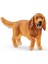 Ingiliz Cocker Köpek 1