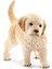 Farm World Yavru Golden Retriever 1
