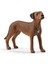 Rodezya Ridgeback Köpek 1