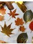 Nature Notes Series The Moment Of Fallıng Leaves 40 Adet Altın Yaldızlı Şeffaf Pet Sticker 3