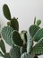 Opuntia Microdasys Beyaz Tavşan Kaktüs 52CM 1