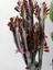 Euphorbia Red Royal 3