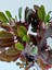 Euphorbia Red Royal 4