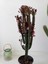Euphorbia Red Royal 5