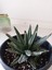 Growth Plant And Tree Agave Victoriae-Reginae 2