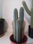 Pilosocereus Azureus- Mavi Meşale Kaktüsü 1