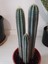Pilosocereus Azureus- Mavi Meşale Kaktüsü 2
