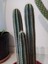 Pilosocereus Azureus- Mavi Meşale Kaktüsü 3