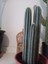 Pilosocereus Azureus- Mavi Meşale Kaktüsü 4