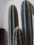 Pilosocereus Azureus- Mavi Meşale Kaktüsü 5