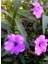 Mor Renk Meksika Petunyası Ruellia 30-50CM Saksıda Ruelya 2