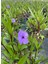 Mor Renk Meksika Petunyası Ruellia 30-50CM Saksıda Ruelya 3