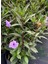 Mor Renk Meksika Petunyası Ruellia 30-50CM Saksıda Ruelya 4