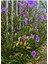 Purple Ruellia Flower-Meksika Petunyası Saksılı 1 Adet 30-50CM 1
