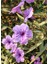 Purple Ruellia Flower-Meksika Petunyası Saksılı 1 Adet 30-50CM 2