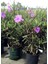 Purple Ruellia Flower-Meksika Petunyası Saksılı 1 Adet 30-50CM 3