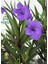 Meksika Petunyası-Ruelya Saksılı 1 Adet 30-50CM Purple Ruellia Flower 2