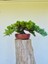 Yalova Bonsai Art Nana Ardıç Bonsai 1