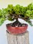 Yalova Bonsai Art Nana Ardıç Bonsai 2