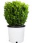 Şimşir Fidanı 25-40 cm 4 Adet (Buxus Japonica Rococo) 1