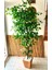 Yapay Benjamin Ağacı 1.90 Mt Boy Ficus Benjamia Ahşap Saksıda Doğal Gür Ağ 1
