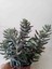 Crassula Mesembryanthemoides Sukulent 1