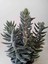 Crassula Mesembryanthemoides Sukulent 2