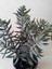 Crassula Mesembryanthemoides Sukulent 5