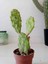 Growth Plant And Tree Opuntia Rufida Variegated 1