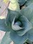 Agave Parryi Turancata 3