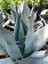 Agave Parryi Turancata 5