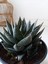 Gasteria Sukulent 1