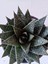 Gasteria Sukulent 2