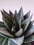 Gasteria Sukulent 4