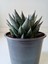 Gasteria Sukulent 5