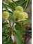 Aesculus Hippocastanum At Kestanesi Fidanı (60-80 Cm) 4
