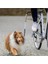 Bisiklet Için Köpek Yürütme Aparatı S - M 12 2