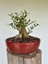 Zeytin Bonsai 1