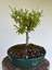 Ateş Dikeni Bonsai 3