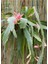 Atlas Çiçeği Pembe Renk 15-25CM (Pink Epiphyllum) 1
