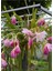 Atlas Çiçeği Pembe Renk 15-25CM (Pink Epiphyllum) 2