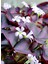 Garden Box Hoş Görünümlü Uyku Çiçeği Süs Yoncası 1 Adet Saksılı 20-30CM (Oxalis Triangularis) 2