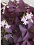 Garden Box Mor Süs Yoncası Çiçeği 20-30CM 1 Adet Canlı Çiçel Oxalis Triangularis 2