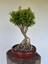 Buxus Harlandii (Tayvan Şimşiri) Bonsai Ağacı 1