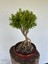 Buxus Harlandii (Tayvan Şimşiri) Bonsai Ağacı 3