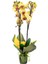 Phalaenopsis Ithal Pembe Dudak Sarı Çift Dallı Orkide 60-80CM Ev Ofis Dekoru Hediyesi 1