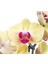 Phalaenopsis Ithal Pembe Dudak Sarı Çift Dallı Orkide 60-80CM Ev Ofis Dekoru Hediyesi 3