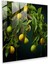 Limon Ağacı Kontrast Cam Baskı - Limon Ağacı, Ev Dekorasyonu, Canlı Renkler, Cam Baskı, 30X30 1