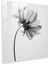 Kuru Çiçek Cam Baskı - Minimalist Tek Renkli Çiçek - Kuru Çiçek, Güçlü Kontrastlar, Tek Renkli Fotoğraf, Modern Sanat, 30X30 1